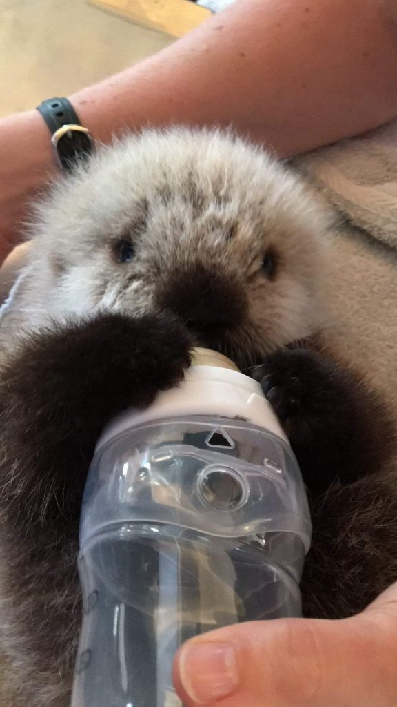 baby otter drinking milk