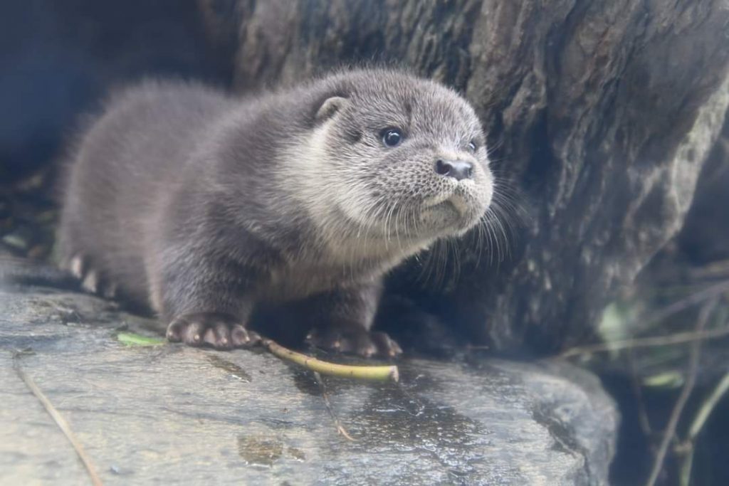 furry baby otter