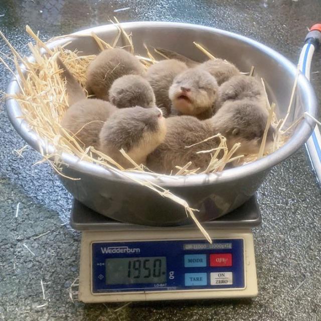 baby otter bowl