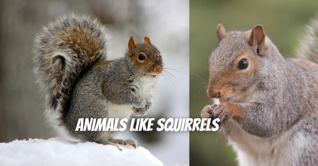 7 Animals that look like a squirrel - Nocturnal Animals