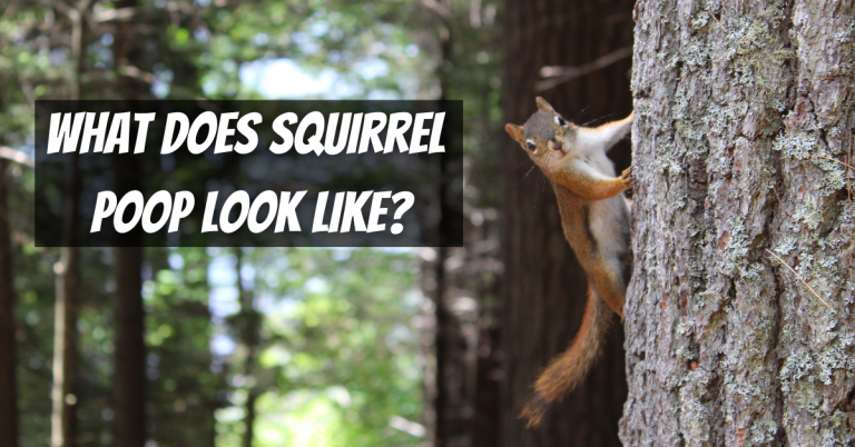 What does squirrel poop look like? - Nocturnal Animals