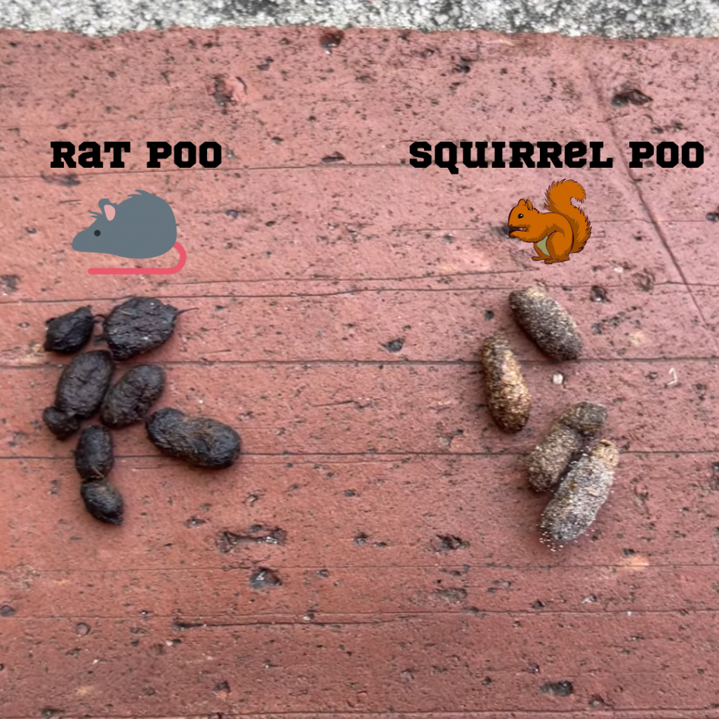 What does squirrel poop look like?