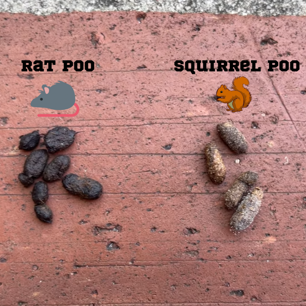 What Does Squirrel Poop Look Like Learn About Nature - vrogue.co